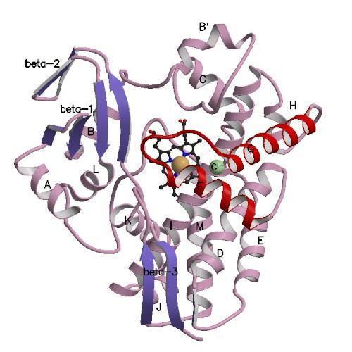 Obrázek č. 6: 3D struktura cytochrom P450 119 [20]. Cytochromy P450 působí v endoplasmatickém retikulu společně s NADPH:cytochrom P450 reduktasou, a ev.
