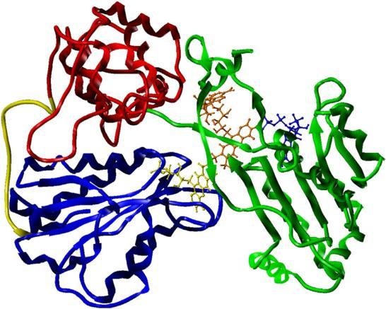 4.1.2 NADPH:cytochrom P450 reduktasa NADPH:cytochrom P450 reduktasa (CPR) je integrální membránový flavoprotein, který je umístěn na povrchu endoplasmatického retikula [22].