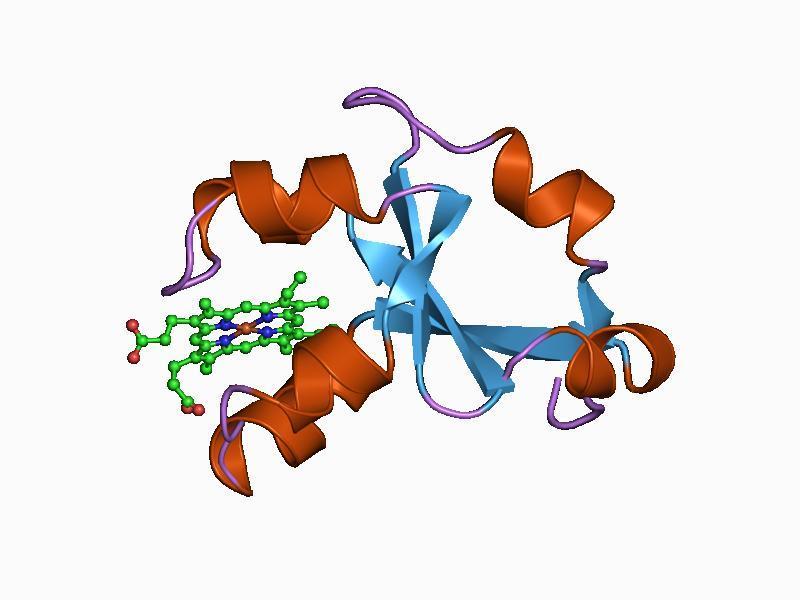 4.1.3 Cytochrom b 5 Cytochrom b 5 je hemový protein s molekulovou hmotností 17 000 Da, který je schopný přijímat a přenášet jeden elektron.
