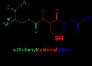 Obrázek č. 13: PAPS [29]. Konjugace s glutathionem Sloučeninou účastnící se těchto reakcí je tripeptid glutathion, -L-glutamylcysteinylglycin (Obrázek č. 14), který je silným nukleofilem.