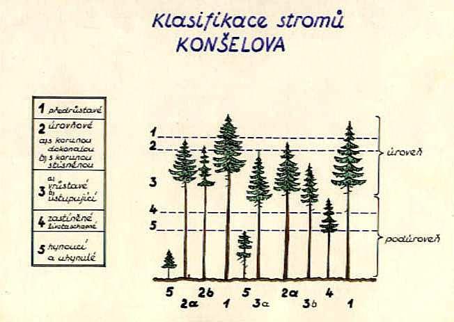 Výchova lesních porostů - probírky klasifikace výšková klasifikace Konšelova 1 2 3 4 5 Předrůstavé Úrovňové a) hlavní (s