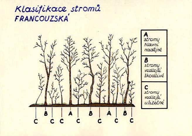 Výchova lesních porostů - probírky - klasifikace francouzská A B C stromy hlavní, nadějné stromy vedlejší škodlivé stromy vedlejší užitečné Jsou předmětem pěstební péče, postupně se z nich