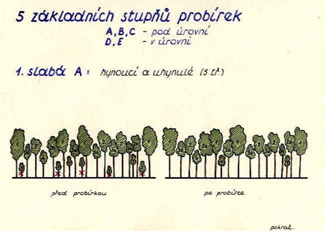 Výchova lesních