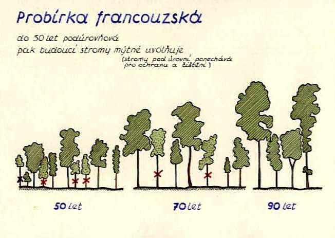 Výchova lesních