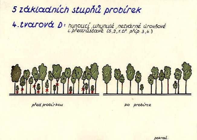 Výchova lesních