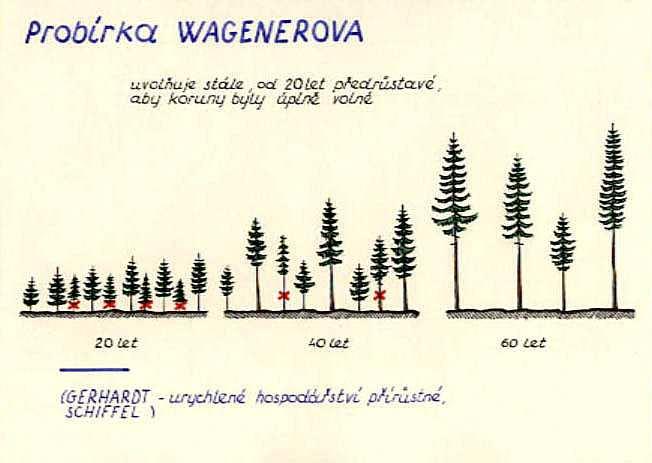 Výchova lesních