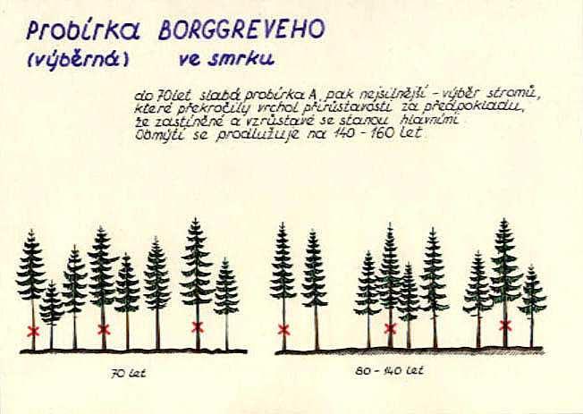 Výchova lesních