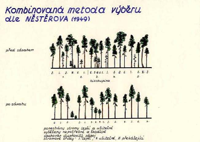 Výchova lesních