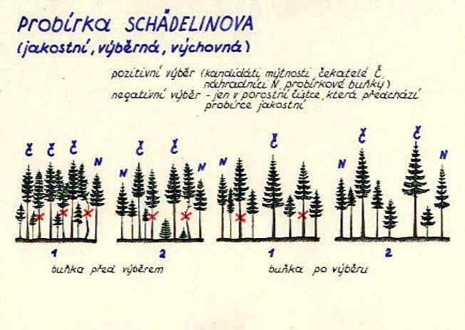 Výchova lesních