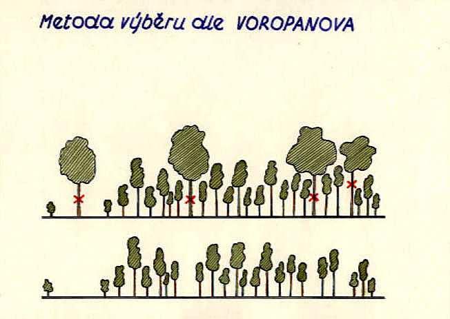 Výchova lesních porostů - probírka Voropanovova Světelná ohniska: D (cm) 24 28 32 36