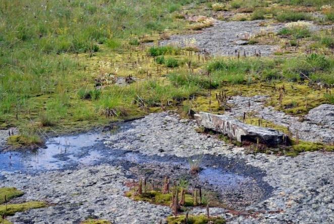 Obrázek 17 Mechy osidlující povrchy holých hornin jako první, Barun bayan, Mongolsko (foto: Krejčíř D.