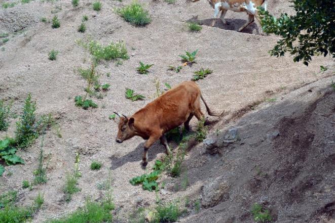 , expedice Scientific research of Mongolia 2013 ) 3.2 Zvětrávání ve vztahu ke klimatickým podmínkám Procesy zvětrávání jsou podřízené klimatickým podmínkám dešti, teplotě a výparu.