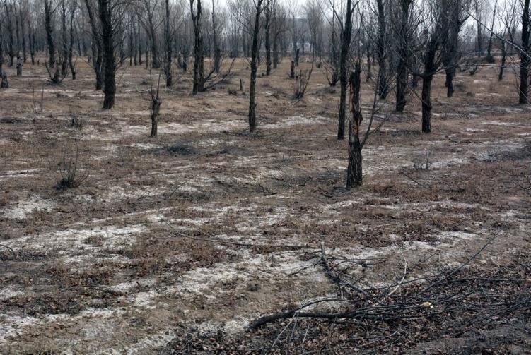 3) Kaštanové půdy a sěrozem Jejich vznik je podmíněn semiaridním kontinentálním klimatem, kde se srážky pohybují kolem 250-300 mm ročně.