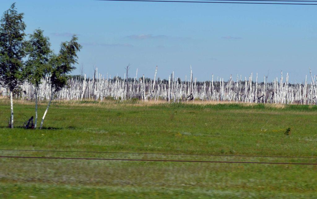 zalesněných ploch se nachází ve vyšších polohách sibiřských pohoří, kde dominuje dřevinný druh borovice limba (Pinus cembra) a břízy (Betula) (Skopalíková et al., 2010). 6.4.