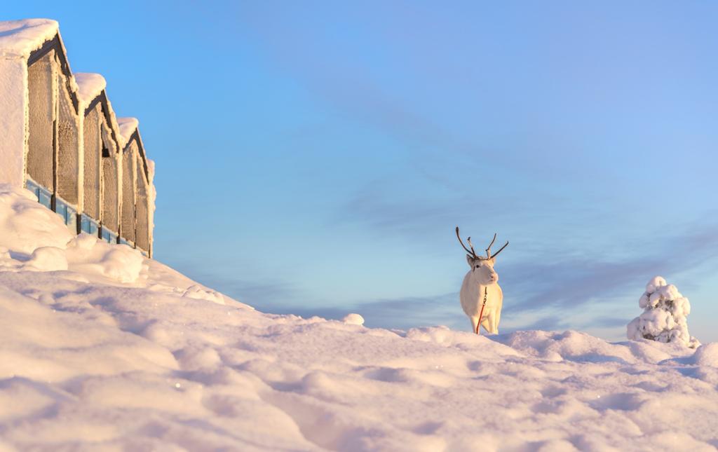 Za polárním kruhem Laponsko (fin. Lapin maakunta) je největší, nejsevernější a nejřidčeji obydlená provincie Finska. Laponsko zabírá skoro jednu třetinu země a leží téměř celé za polárním kruhem.