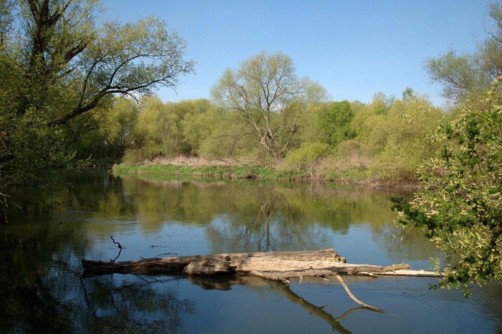 úplná absence zmlazení dubu letního (Quercus robur).