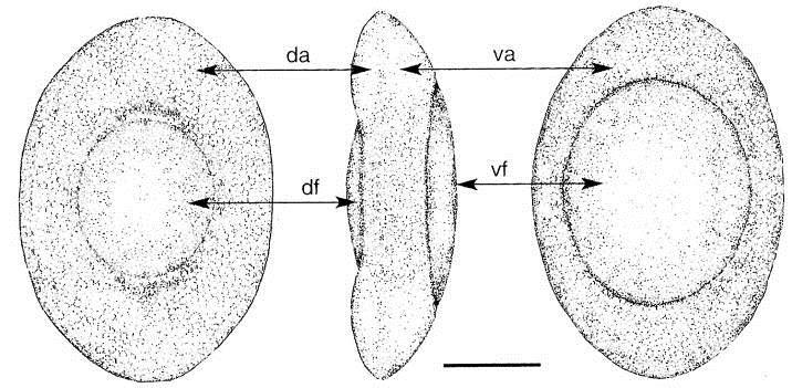 Plumatella fungosa - mechovka