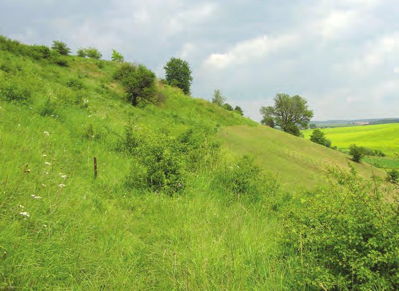 Mozaiková seč (v popředí) u Karlových Varů vyhovuje hnědáskovi chrastavcovému