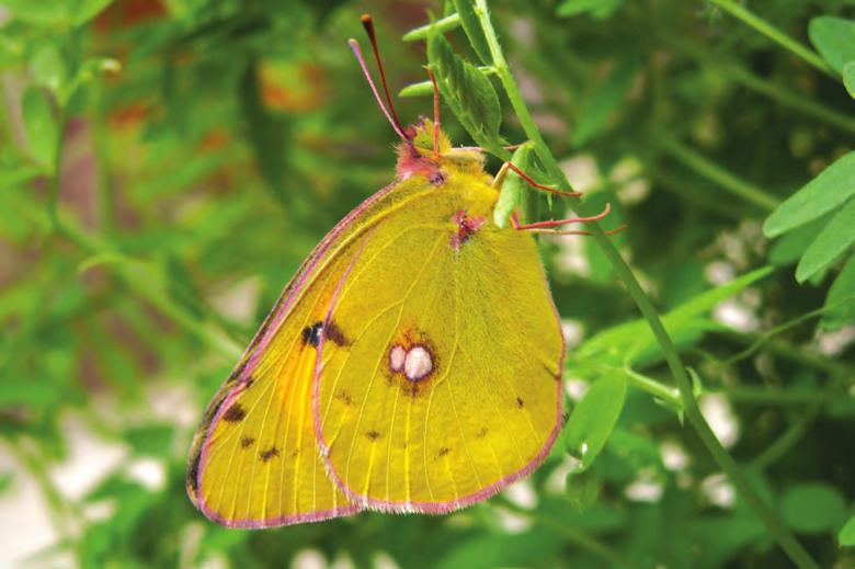 Žluťásek barvoměnný (Colias myrmidone) byl u nás v minulosti značně rozšířený, nyní je na své poslední