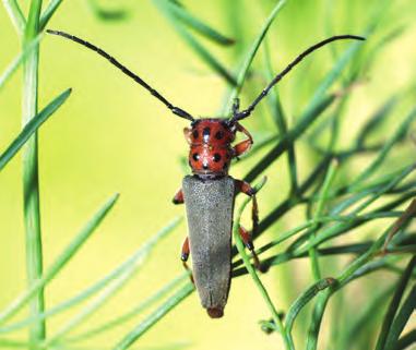 Larva stepního kozlíčka Phytoecia argus se vyvíjí v seselech.