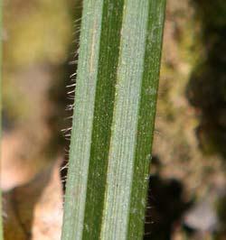 Carpinetum); karpatský migrant