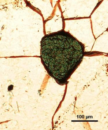 Ukazuje se tak značně proměnlivý výskyt opakních minerálů v pararulách i na malém území, jako je jihovýchodní kontakt melechovského masívu (Čejov - magnetit?