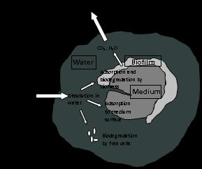 Biofilm 7