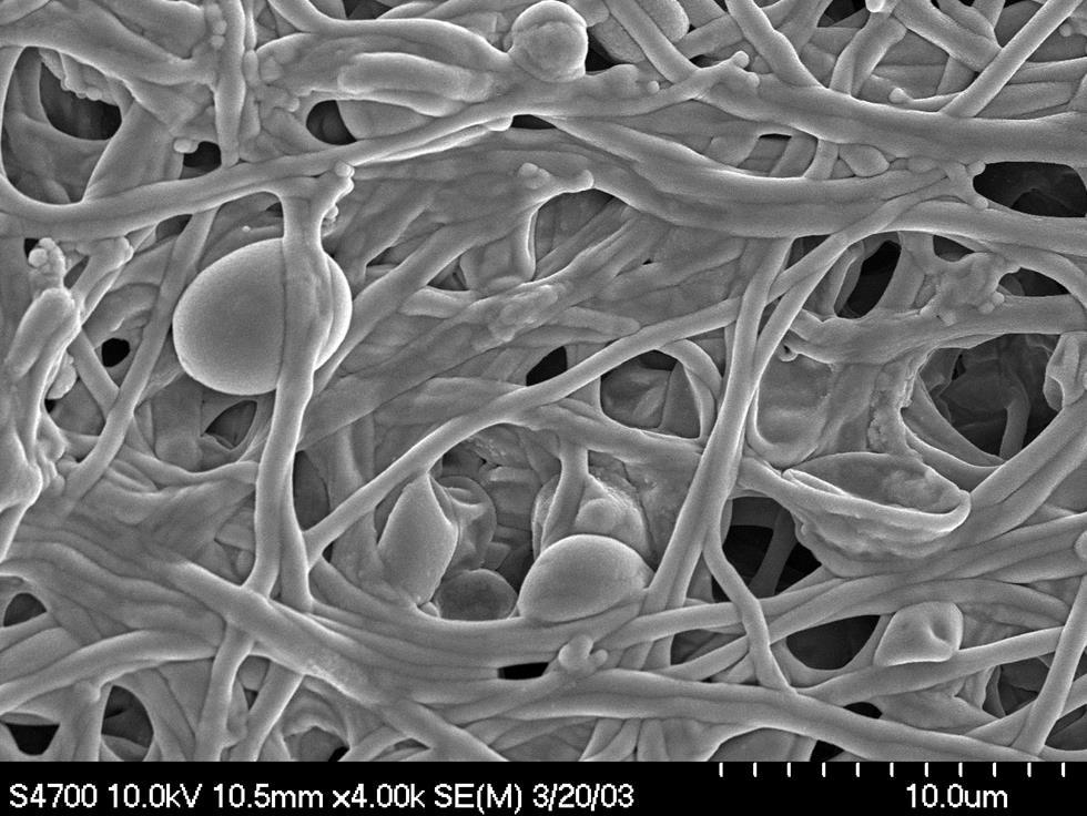 Biofilm 8