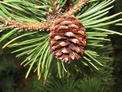 Pinus mugo  27 Pinus