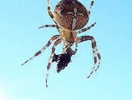 Jsou naši pavouci jedovatí? Jedovaté kousnutí pavouků většinou slouží k ochromení nebo zabití kořisti.