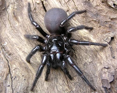 napěťově řízené sodíkové kanály. Součástí jedu jsou nejen neurotoxiny, ale i enzymy (hyaluronidáza, alkalická fosfatáza, fosfodiesteráza, proteáza). Intoxikace těmito pavouky se nazývá atraxismus.