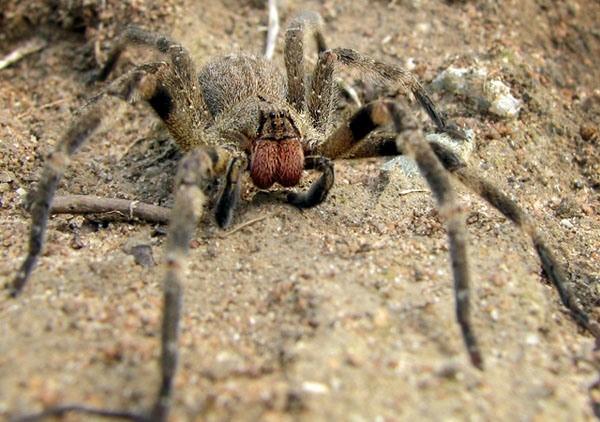 Čeleď: PALOVČÍKOVITÍ (Ctenidae) Palovčík jedovatý (Phoneutria nigiventer) Jedná se o nejvýznamnější druh jihoamerických pavouků tohoto rodu.