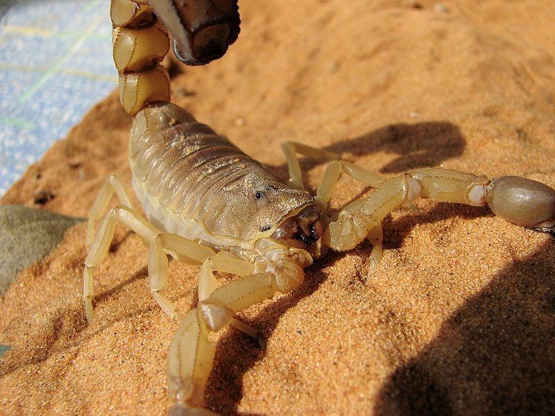 představuje největší nebezpečí Androctonus crassicauda, který je zde zodpovědný za mnohá úmrtí ročně, převážně dětí (Bowles a Swaby, 2006).