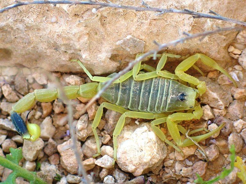 Centruroides Tento rod štírů se vyskytuje na území Mexika i USA (Kovařík, 2009). Mají na svědomí mnohá nebezpečná poranění i smrtelné případy. V Mexiku dochází ročně k tisícům zranění (Hrdina, 2004).