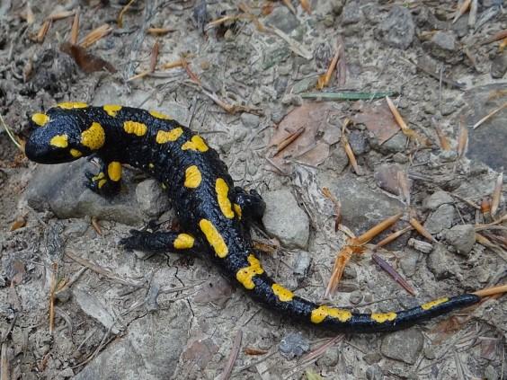 Obrázek 11: Mlok skvrnitý (Salamandra salamandra) (Zdroj: https://upload.wikimedia.org/wikipedia/commons/thumb/6/6d/salamandra_salamandra_bm3.jpg/800px- Salamandra_salamandra_BM3.