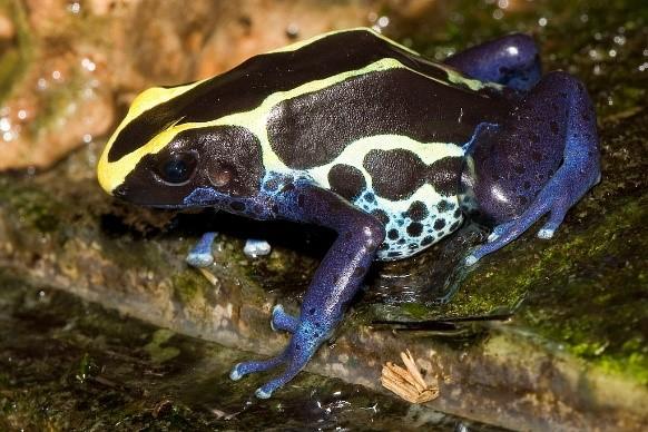 Obrázek 12: Pralesnička mnohobarvá (Dendrobates tinctorius) (Zdroj: https://upload.wikimedia.org/wikipedia/commons/thumb/9/9e/dendrobates.tinctorius.7037.