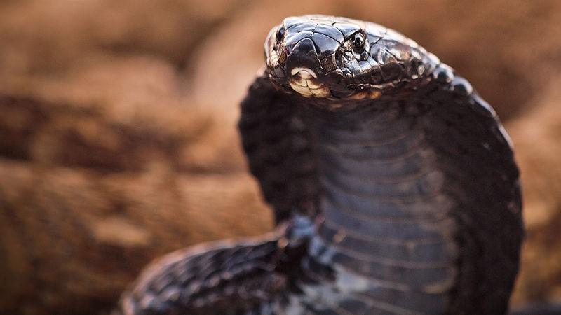 Kobra černokrká (Naja nigricollis) (viz obr. 16) Kobra černokrká žije v Africe, je černě, tmavošedě až olivově zbarvená a délka jejího těla dorůstá 1,5 1,8 m.