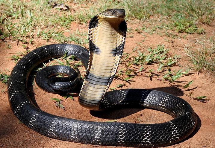 Kobra královská (Ophiophagus hannah) (viz obr. 17) Tuto kobru nalezneme v Číně, Malajsii, na Filipínách, v Indonésii a Indii.