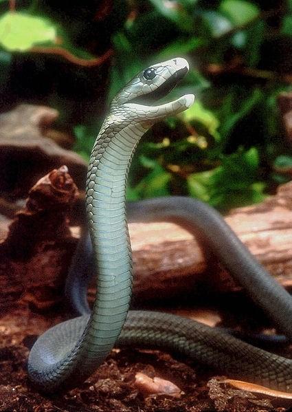 Mamba černá (Dendroaspis polylepis) (viz obr. 18) Mamby jsou afričtí hadi žijící na stromech. Největší a nejnebezpečnější je právě mamba černá, která dorůstá velikosti až 4 m.
