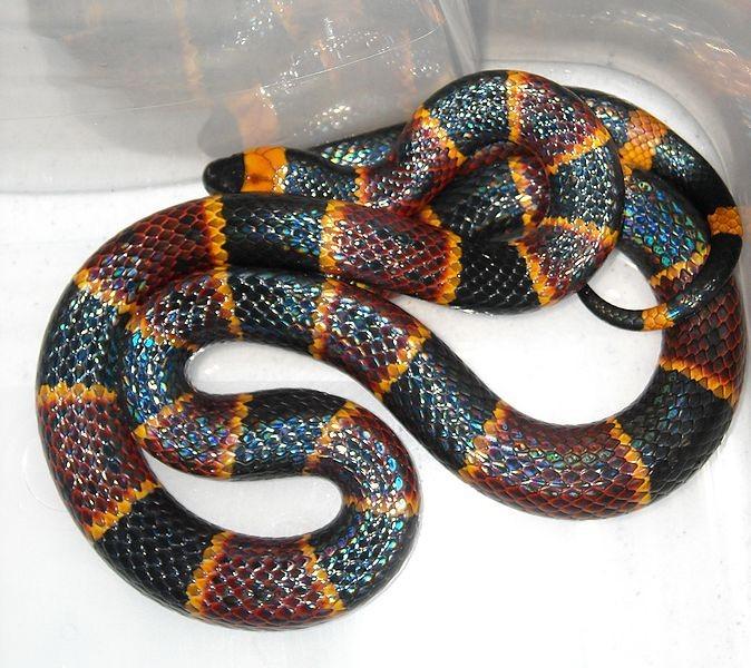 Mamba zelená (Dendroaspis angusticeps) Tento štíhlý, dlouhý, zelený had obývá keře a stromy v jihovýchodní Africe.