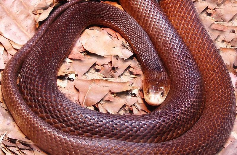 Taipan klade vejce, na rozdíl od všech australských korálovcovitých, kteří jsou živorodí (Felix, 1978). Obrázek 20: Taipan (Oxyuranus scutellatus) (Zdroj: https://commons.wikimedia.