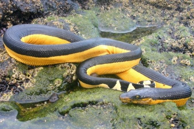 Vlnožil užovkovitý (Laticauda colubrina) Tento vlnožil se hojně vyskytuje při korálových ostrovech Nové Kaledonie a v přilehlých oblastech na východ od Austrálie.