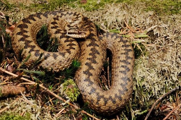 Obrázek 22: Zmije obecná (Vipera berus) (Zdroj: https://commons.wikimedia.org/wiki/file:benny_trapp_vipera_berus.jpg) Zmije řetízková (Vipera russelli) (viz obr.