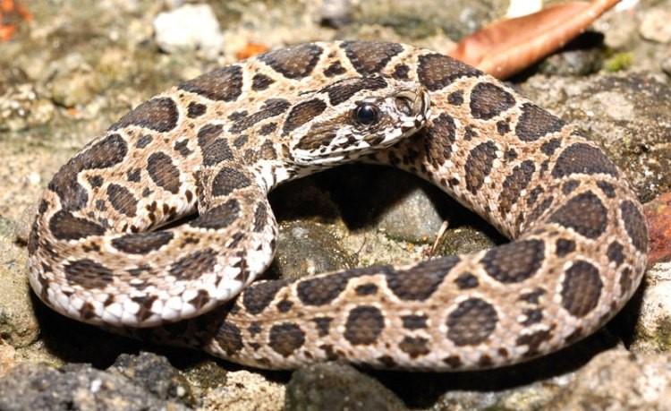 Je asi 1,6 m dlouhá a zbarvená do žluto-červeno-hněda s výraznými ohraničenými kroužky. Často vniká do lidských obydlí, aby ulovila myši a potkany.
