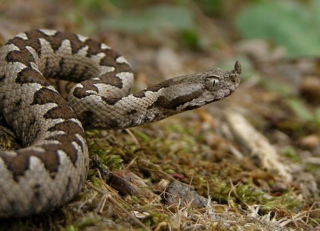 Zmije růžkatá (Vipera ammodytes) (viz obr. 24) Vyskytuje se hlavně v jižní Evropě (Rumunsku, Bulharsku a Řecku) a to převážně v písčitých půdách, ale i ve skalách a městských oblastech.
