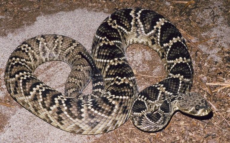 Obrázek 25: Chřestýš kostkovaný (Crotalus adamanteus) (Zdroj: http://www.uniprot.