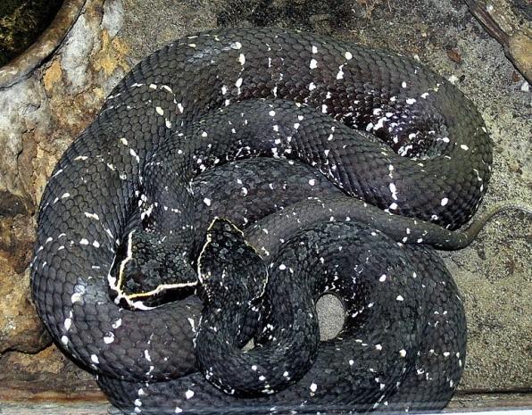 Obrázek 27: Ploskolebec dvoupruhý (Agkistrodon bilineatus) (Zdroj: https://commons.wikimedia.org/wiki/file:agkistrodon_bilineatus_2.