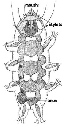 protocerebru ostatních panarthropod (inervuje ocelli, ústa); párem nervů spojen s gangliem v 1.