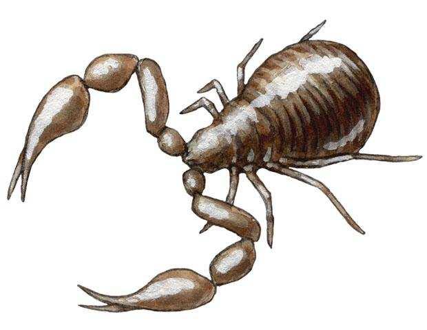 vnější trávení nemají složené oči, zato mají izolovaná postranní očka řád Scorpiones (1300 spp.