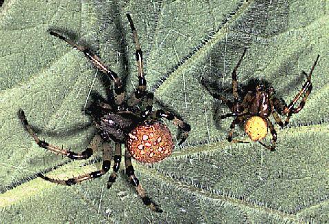 řád Aranea pavouci hlavohruď nečlánkovaná, 8 nohou, 8 očí zadeček u většiny nečlánkovaný